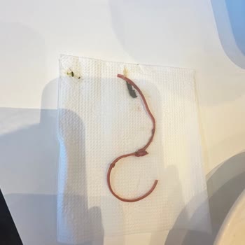 Osmanlı Türk Mutfağı Ispanağın İçinden Lastik Çıktı