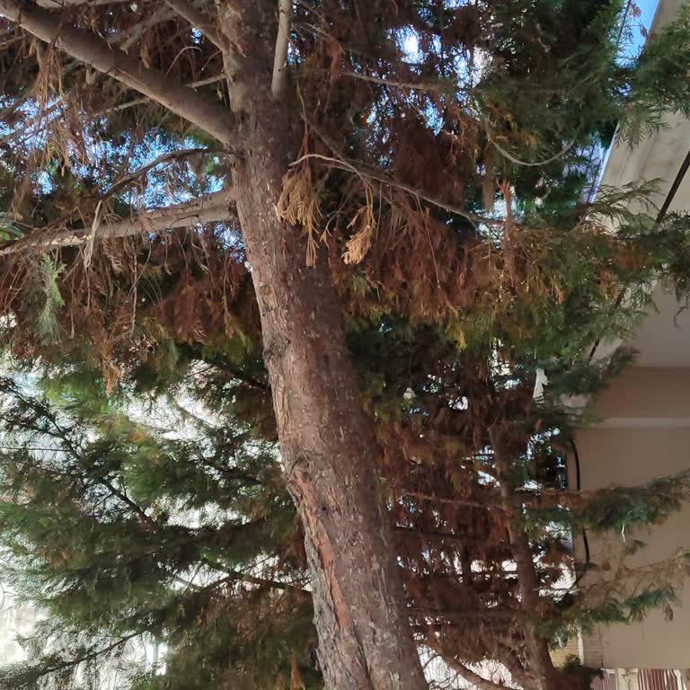 Bağcılar Belediyesi Ağaç Budama İle İlgili