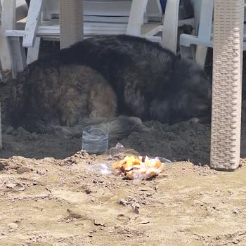 Karataş Belediyesi Adana Sokak Hayvanları İçin Acil Su Ve Mama Kabı İhtiyacı