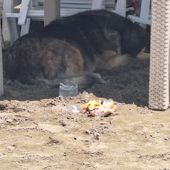 Karataş Belediyesi Adana Sokak Hayvanları İçin Acil Su Ve Mama Kabı İhtiyacı
