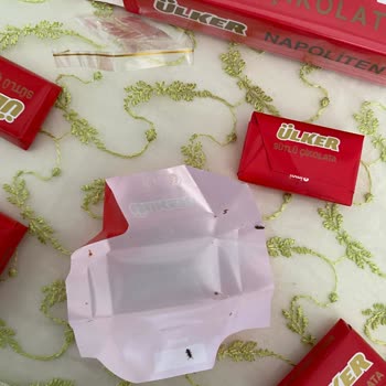 Ülker Napoliten Çikolatanın Böceklenmesi