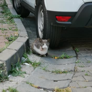 Kağıthane Belediyesi Veteriner Hizmetleri Çalışmıyor