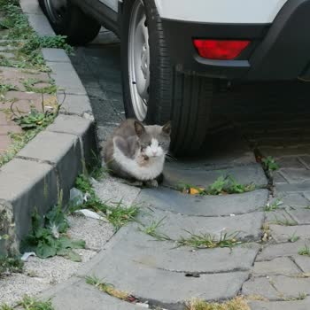Kağıthane Belediyesi Veteriner Hizmetleri Çalışmıyor