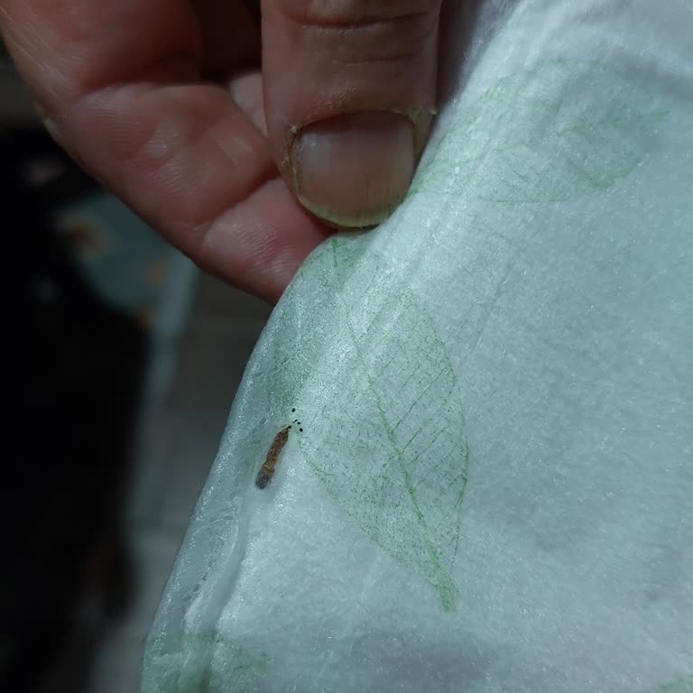 Molped Marka Pedlerin Kurtlu Çıkması