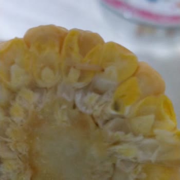 Getirden Aldığım Mısırların Kurtlu Çıkması