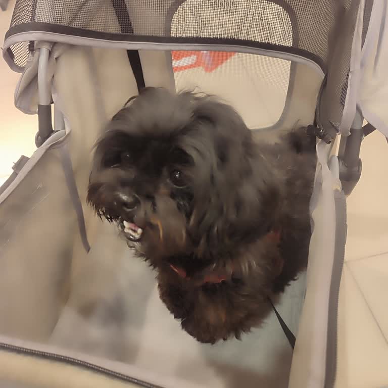 Park 328 AVM  Evcil Hayvan Mağduriyeti