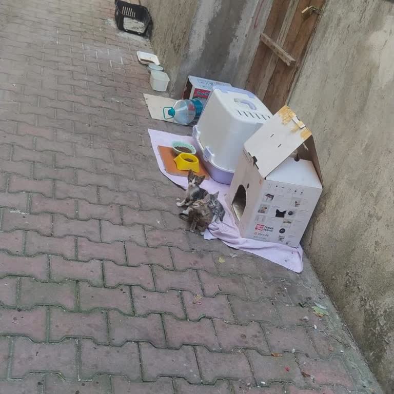 Bahçelievler Belediyesi Kedi Yuvası Hak