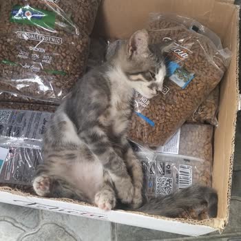 Eki aç