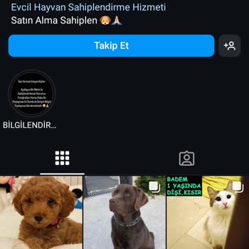 Minikcanlarayuva (Instagram) Sahiplendirme Sitesi İle Yaşanan Olumsuz Deneyim