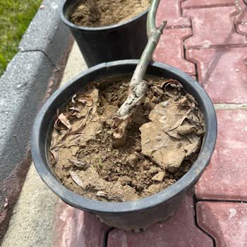 Yalova Su Fidan Kırık Fidana Para Alıyor