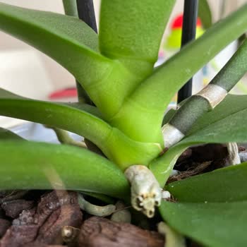 Çiçek Sepeti Kaliteyi Düşürmüş