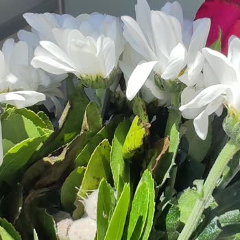 Çiçek Sepeti Küflü Ürün Teslimatı