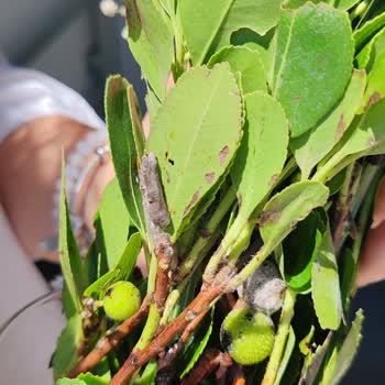 Çiçek Sepeti Küflü Ürün Teslimatı