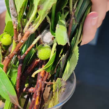 Çiçek Sepeti Küflü Ürün Teslimatı