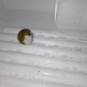 Siemens Müşteri Memnuniyeti Sıfır