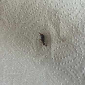 Çitlekçi Böcekli Kahve Satıyor