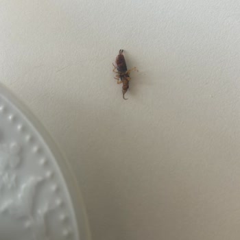 Çitlekçi Böcekli Kahve Satıyor