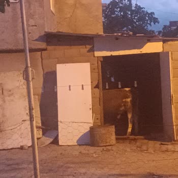 Kahramanmaraş Valiliği Evin Karşısında Ahır Var