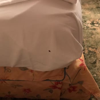 Jolly Turla Hayal Kırıklığı Dolu Balkanlar