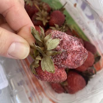 Getir Denizli Bozuk Ürün Gönderiyor