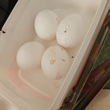 Migros Hemen Kırık Yumurta Değişimi Bu Kadar Zor Mu?