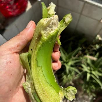 Cepte Şok Market Ve Manav Ürünlerinde Gelen Kalitesizlik