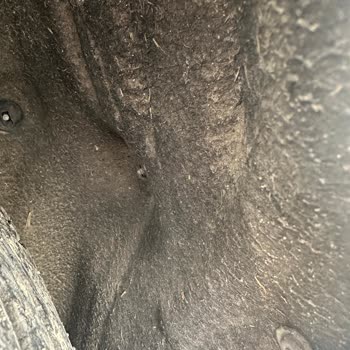 Erzurum Doğumak Renault Servisi Yanlış Onarım Hatası Sonucu Mağduriyet