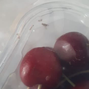 Migros Hemen Sürekli Bozuk Meyve Yolluyor