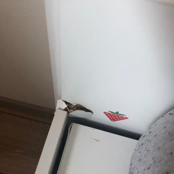 Çilek Mobilya'dan Alınan Çocuk Odası Baza Sorunu Ve Garanti Problemi