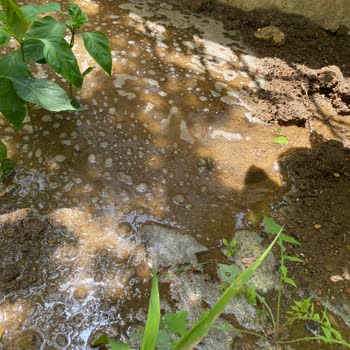 Alo 185 Su ve Kanal Arıza Bahçemizdeki Su Patlağına Çözüm Bekliyoruz!