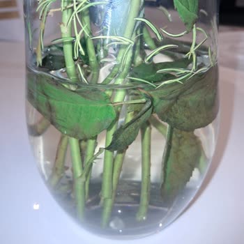 Çiçek Sepeti Gelen Solmuş Güller Ve İlgisiz Müşteri Hizmetleri