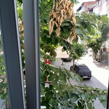 Bağcılar Belediyesi Ağaçların Kesilmesini Arz Ederim