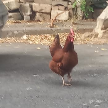 İBB - İstanbul Büyükşehir Belediyesi Vatandaş Olarak Kaldırılmasını İstiyoruz