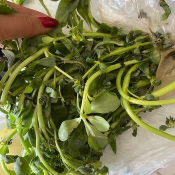 Şok Marketler Online Sipariş