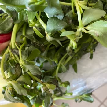 Şok Marketler Online Sipariş