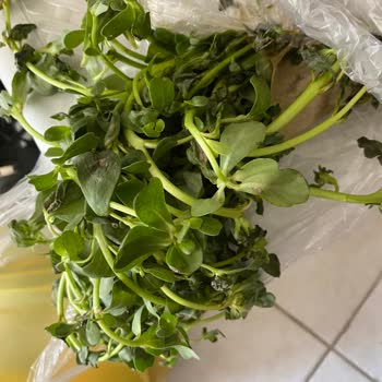 Şok Marketler Online Sipariş