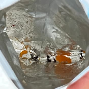 Doritos Paket İçeriği Ölü Karınca