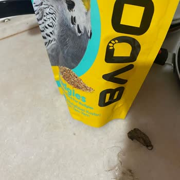 Bado Pet Food Kuş Yeminden Çıkan Fare Ölüsü Ya Da Dışkısı