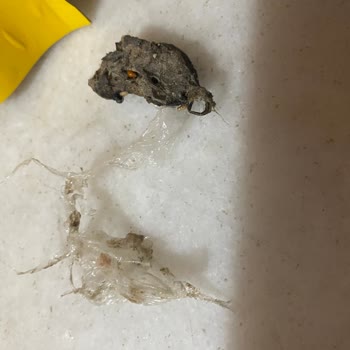 Bado Pet Food Kuş Yeminden Çıkan Fare Ölüsü Ya Da Dışkısı