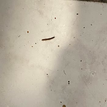 Yedikule Göğüs Hastalıkları Ve Göğüs Cerrahisi Eğitim Ve Araştırma Hastanesi Göğüs Hastalıkları Yedikule