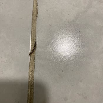 Yedikule Göğüs Hastalıkları Ve Göğüs Cerrahisi Eğitim Ve Araştırma Hastanesi Göğüs Hastalıkları Yedikule