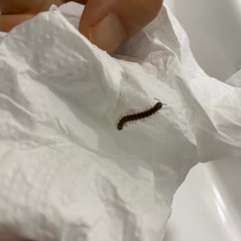 Yedikule Göğüs Hastalıkları Ve Göğüs Cerrahisi Eğitim Ve Araştırma Hastanesi Göğüs Hastalıkları Yedikule