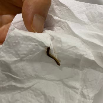 Yedikule Göğüs Hastalıkları Ve Göğüs Cerrahisi Eğitim Ve Araştırma Hastanesi Göğüs Hastalıkları Yedikule