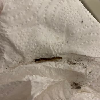 Yedikule Göğüs Hastalıkları Ve Göğüs Cerrahisi Eğitim Ve Araştırma Hastanesi Göğüs Hastalıkları Yedikule