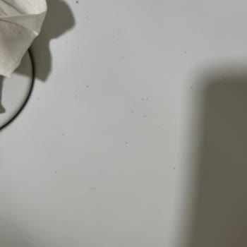 IKEA Hasır Sepet Böceklendi