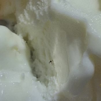 AOÇ Dondurmanın İçinden Sinek Çıktı