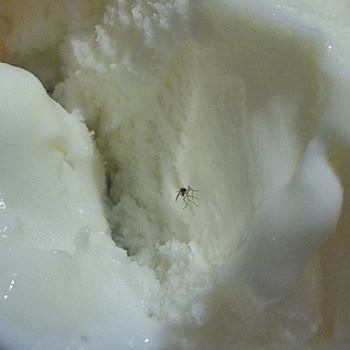 AOÇ Dondurmanın İçinden Sinek Çıktı