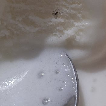 AOÇ Dondurmanın İçinden Sinek Çıktı