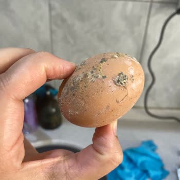 Getir'den Sipariş Ettiğim Yumurtalar Küflü Bozuk Ve İçinden Civcivli