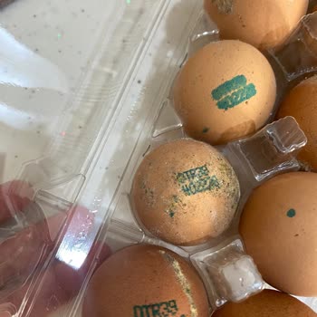 Getir'den Sipariş Ettiğim Yumurtalar Küflü Bozuk Ve İçinden Civcivli